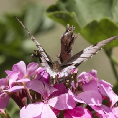 Papilio aegeus (Orchard Swallowtail, Large Citrus Butterfly) at Michelago, NSW - 23 Feb 2019 by Illilanga