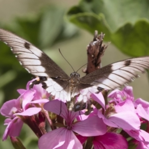 Papilio aegeus at Michelago, NSW - 23 Feb 2019 01:06 PM