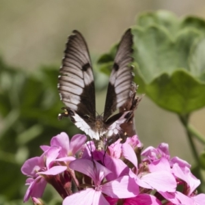 Papilio aegeus at Michelago, NSW - 23 Feb 2019 01:06 PM