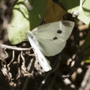 Pieris rapae at Michelago, NSW - 23 Feb 2019