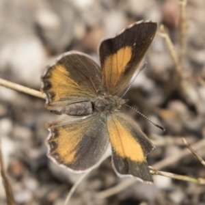 Paralucia pyrodiscus at Michelago, NSW - 17 Mar 2019