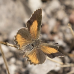 Paralucia pyrodiscus at Michelago, NSW - 17 Mar 2019