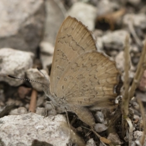 Paralucia pyrodiscus at Michelago, NSW - 17 Mar 2019