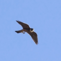 Falco longipennis at Michelago, NSW - 9 Jan 2019