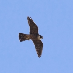 Falco longipennis at Michelago, NSW - 9 Jan 2019 05:09 PM