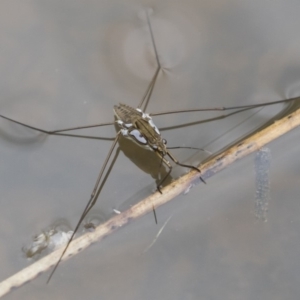 Tenagogerris euphrosyne at Michelago, NSW - 17 Mar 2019 01:15 PM