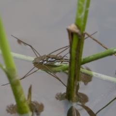 Tenagogerris euphrosyne at Michelago, NSW - 17 Mar 2019 01:15 PM