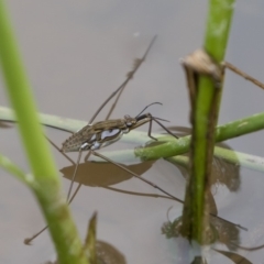 Tenagogerris euphrosyne at Michelago, NSW - 17 Mar 2019 01:15 PM