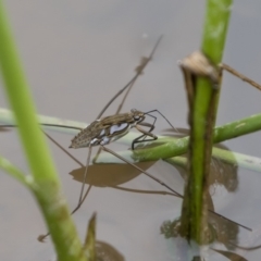 Tenagogerris euphrosyne at Michelago, NSW - 17 Mar 2019 01:15 PM