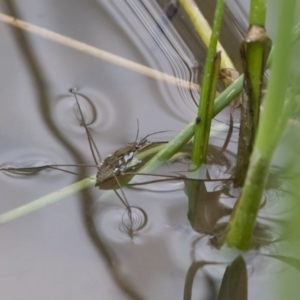 Tenagogerris euphrosyne at Michelago, NSW - 17 Mar 2019 01:15 PM