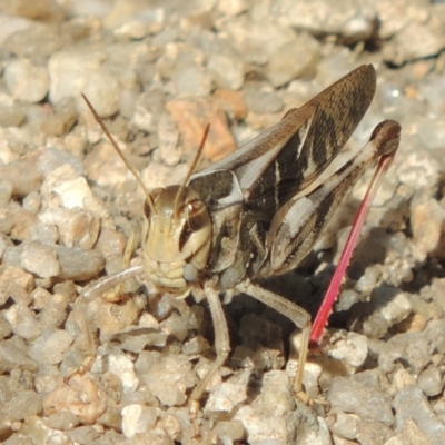 Gastrimargus musicus (Yellow-winged Locust or Grasshopper) at Paddys River, ACT - 20 Feb 2019 by michaelb