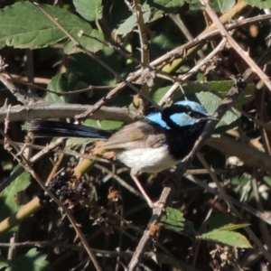 Malurus cyaneus at Paddys River, ACT - 20 Feb 2019