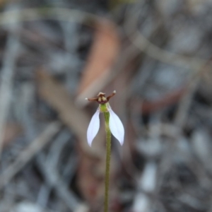 Eriochilus cucullatus at Hackett, ACT - suppressed