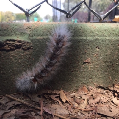 Anthela varia (Hairy Mary) at Kaleen, ACT - 21 Mar 2019 by Machew