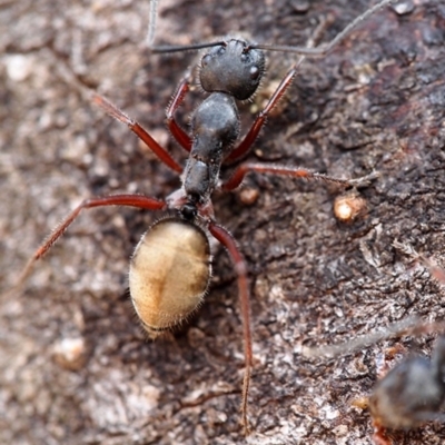 Camponotus suffusus (Golden-tailed sugar ant) at Acton, ACT - 20 Mar 2019 by Heino1