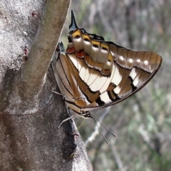 Charaxes sempronius (Tailed Emperor) at Acton, ACT - 21 Mar 2019 by Heino1
