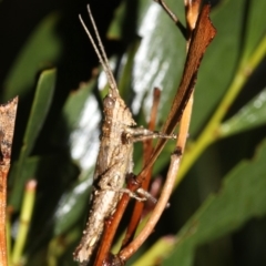 Coryphistes ruricola (Bark-mimicking Grasshopper) at Guerilla Bay, NSW - 16 Mar 2019 by jb2602