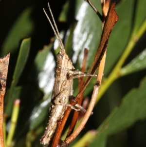 Coryphistes ruricola at Guerilla Bay, NSW - 16 Mar 2019 09:25 PM