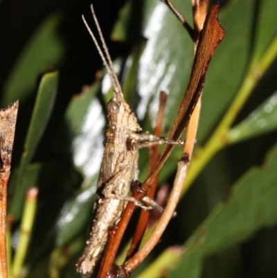 Coryphistes ruricola (Bark-mimicking Grasshopper) at Guerilla Bay, NSW - 16 Mar 2019 by jbromilow50