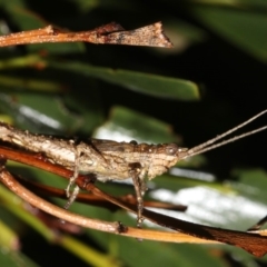 Coryphistes ruricola at Guerilla Bay, NSW - 16 Mar 2019 09:25 PM