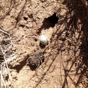 Lycosidae (family) at Wallaroo, NSW - 20 Mar 2019 11:42 AM