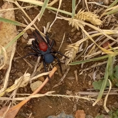 Missulena occatoria (Red-headed Mouse Spider) at Harrison, ACT - 19 Mar 2019 by DPRees125