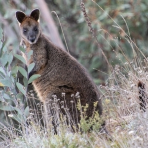 Wallabia bicolor at Paddys River, ACT - 20 Mar 2019