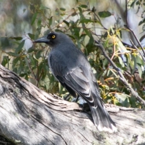 Strepera versicolor at Paddys River, ACT - 20 Mar 2019