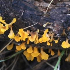 Dacryopinax spathularia (Dacryopinax spathularia) at Rosedale, NSW - 16 Mar 2019 by Epicard28