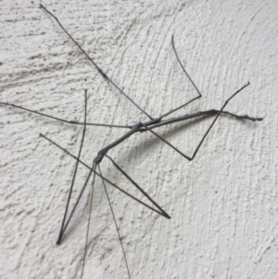 Phasmatodea (order) (Unidentified stick insect) at Mirador, NSW - 21 Mar 2019 by hynesker1234