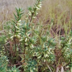 Melichrus urceolatus (Urn Heath) at Umbagong District Park - 21 Mar 2019 by LWenger