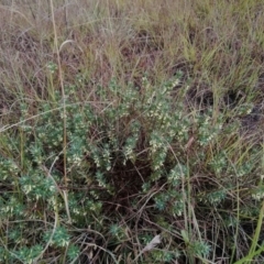 Melichrus urceolatus at Macgregor, ACT - 21 Mar 2019