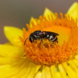 Lipotriches (Austronomia) phanerura at Acton, ACT - 20 Mar 2019 01:18 PM