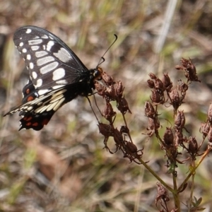 Papilio anactus at Deakin, ACT - 19 Mar 2019 11:23 AM