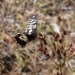 Papilio anactus at Deakin, ACT - 19 Mar 2019