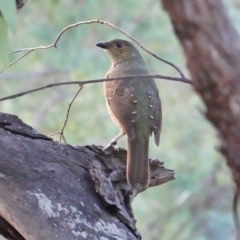 Ptilonorhynchus violaceus (Satin Bowerbird) at Hughes, ACT - 18 Mar 2019 by JackyF