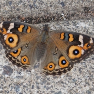 Junonia villida at Hughes, ACT - 19 Mar 2019