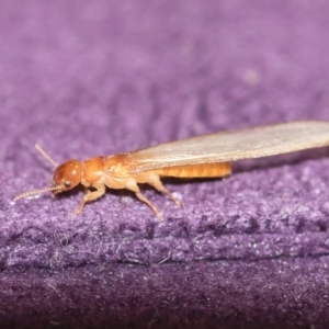 Termitoidae (informal group) at Michelago, NSW - 15 Dec 2018 08:59 PM