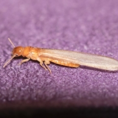 Termitoidae (informal group) at Michelago, NSW - 15 Dec 2018 08:59 PM