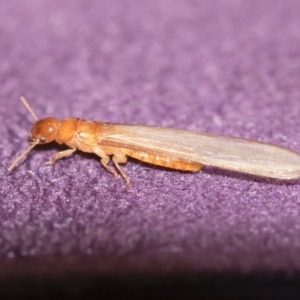 Termitoidae (informal group) at Michelago, NSW - 15 Dec 2018