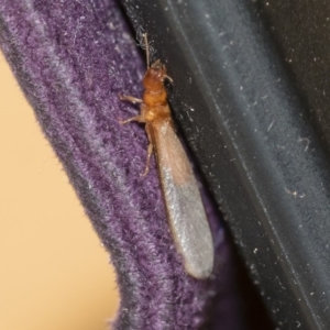 Termitoidae (informal group) at Michelago, NSW - 15 Dec 2018 08:59 PM