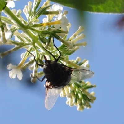 Rutilia sp. (genus) (A Rutilia bristle fly, subgenus unknown) at Hughes, ACT - 18 Mar 2019 by JackyF