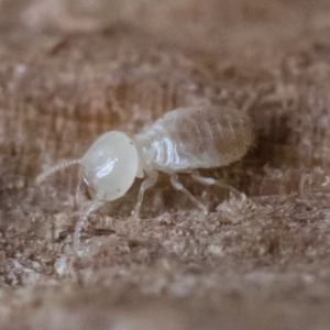 Termitoidae (informal group) at Michelago, NSW - 31 Aug 2018 02:00 PM