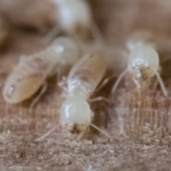 Termitoidae (informal group) at Michelago, NSW - 31 Aug 2018 02:00 PM