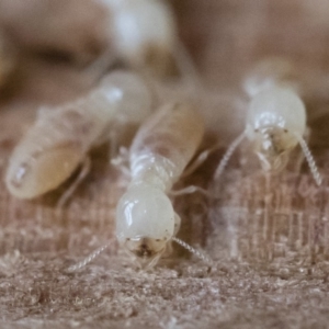 Termitoidae (informal group) at Michelago, NSW - 31 Aug 2018 02:00 PM