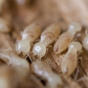 Termitoidae (informal group) at Michelago, NSW - 31 Aug 2018 02:00 PM