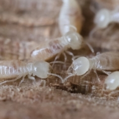 Termitoidae (informal group) at Michelago, NSW - 31 Aug 2018 02:00 PM