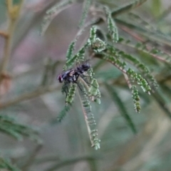 Tachinidae (family) (Unidentified Bristle fly) at Deakin, ACT - 21 Mar 2019 by JackyF