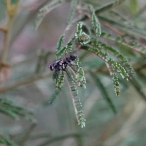 Tachinidae (family) at Deakin, ACT - 21 Mar 2019 05:41 PM