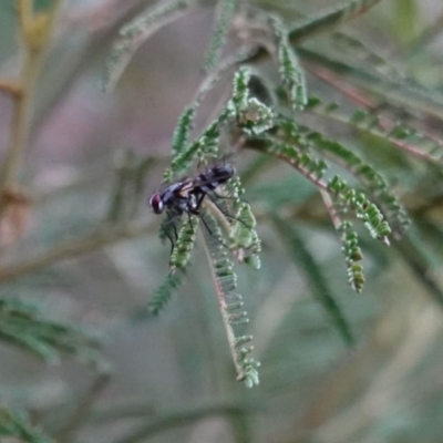 Tachinidae (family) (Unidentified Bristle fly) at Deakin, ACT - 21 Mar 2019 by JackyF